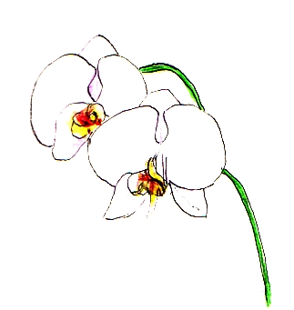Orchid Flower Drawing