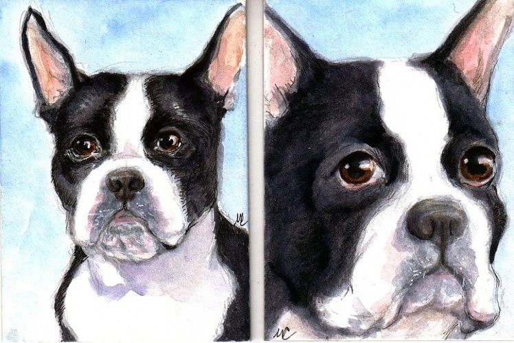 Joy's Boston Terriers 2.5" x 3.5" ink and watercolor on Illustration board